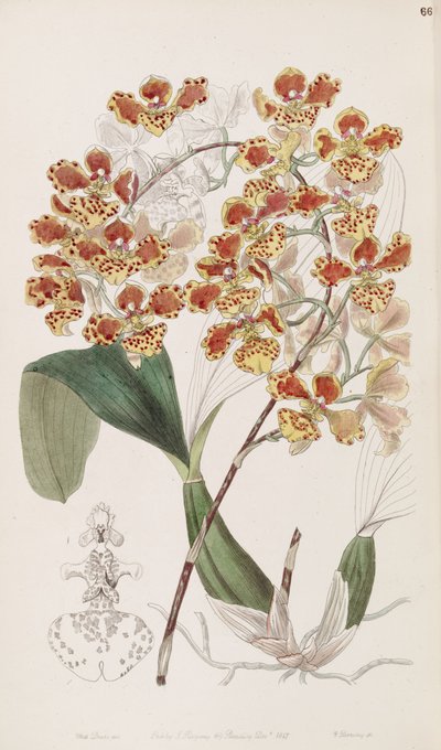 Oncidium amictum by Miss Drake